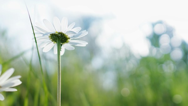 A close up of a daisey flower